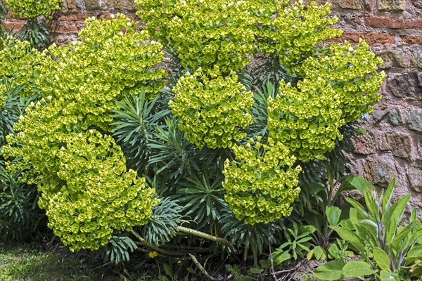 Mediterranean spurge