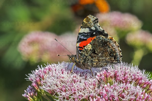 Red admiral