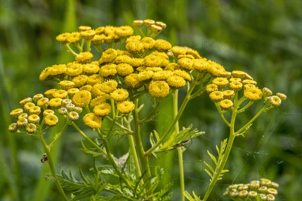 Common tansy