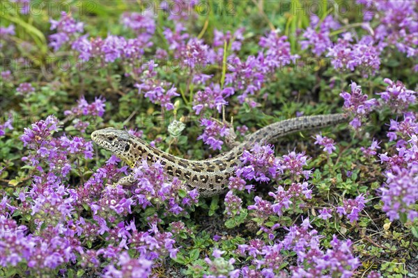 Sand lizard