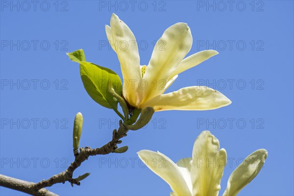 Large yellow flowers of Magnolia Golden Pond