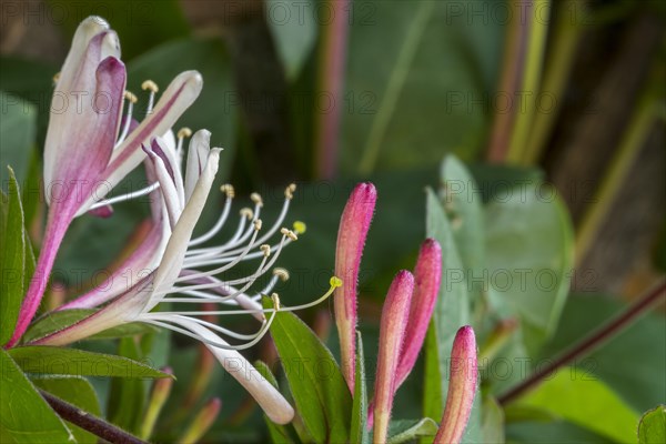 Common honeysuckle