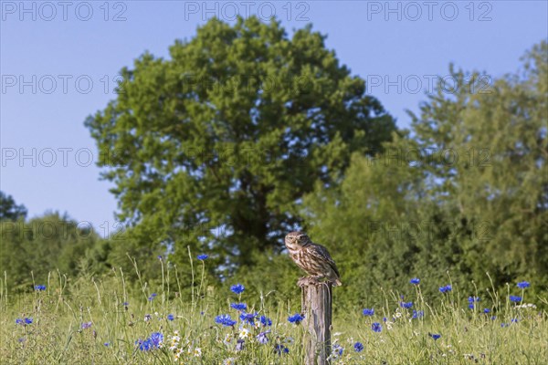 Ringed little owl