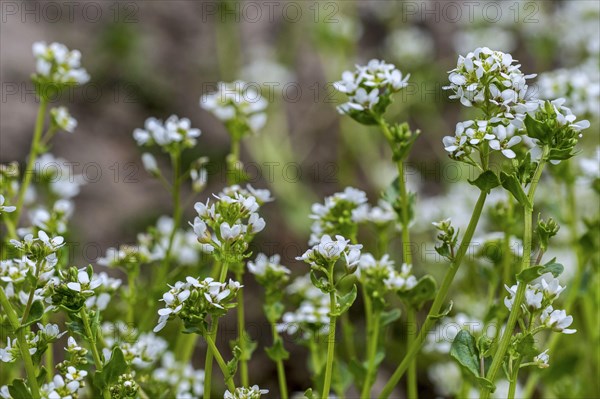 Common scurvygrass