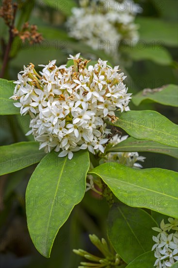 African wintersweet