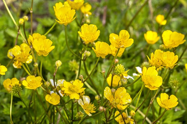 Creeping buttercup