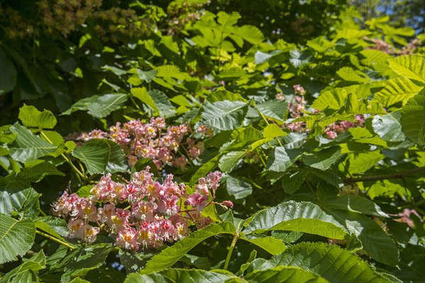 Red horse-chestnut