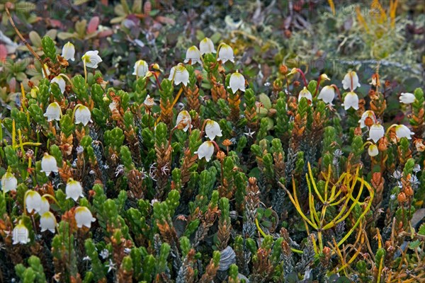 Clubmoss mountain heather