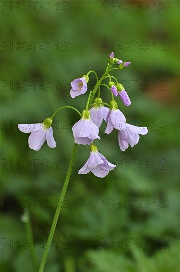 Cuckoo flower