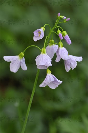 Cuckoo flower