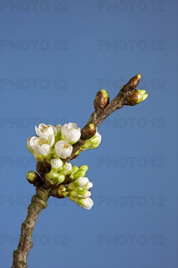 Flowering stage of wild cherry