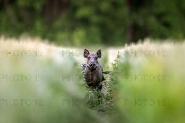 Solitary wild boar