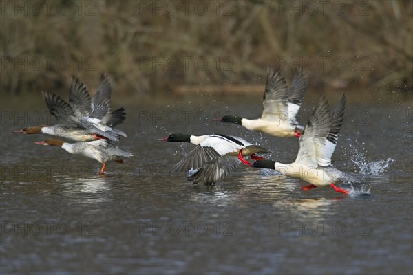 Common Merganser