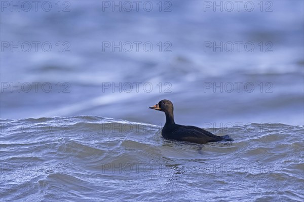 Common scoter