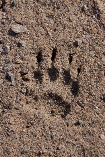 European Badger