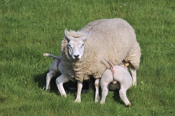 Domestic Texel sheep