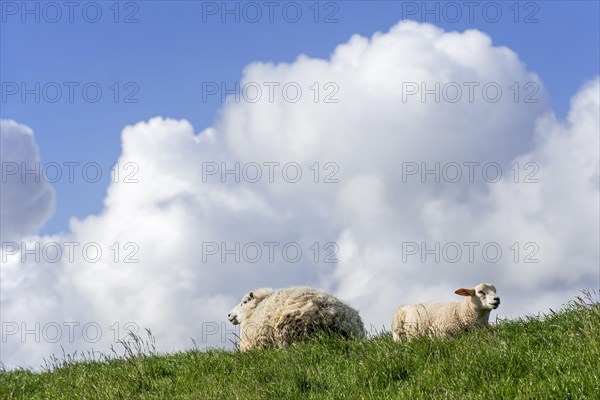 Texel sheep