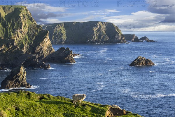 Sheep grazing along the spectacular coastline with sea cliffs and stacks