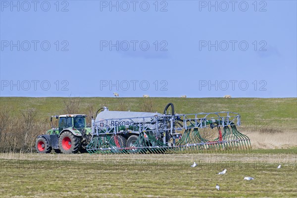 Farmer in tractor with muck spreader distributing