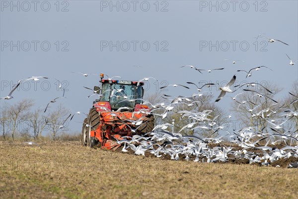 Gulls following tractor with plough