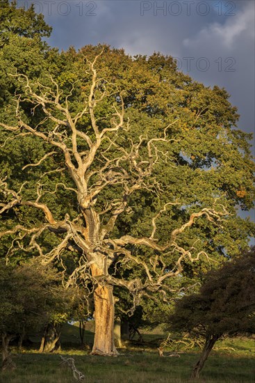 Dead common oak