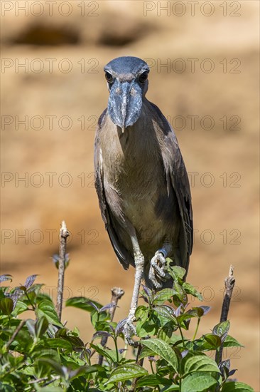 Boat-billed heron