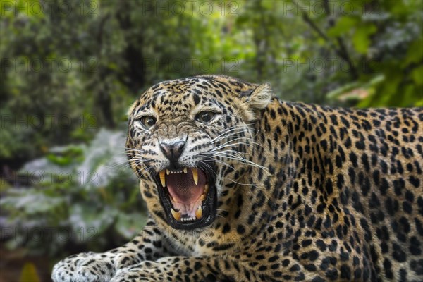 Sri Lankan leopard