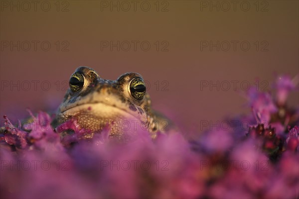 Natterjack toad