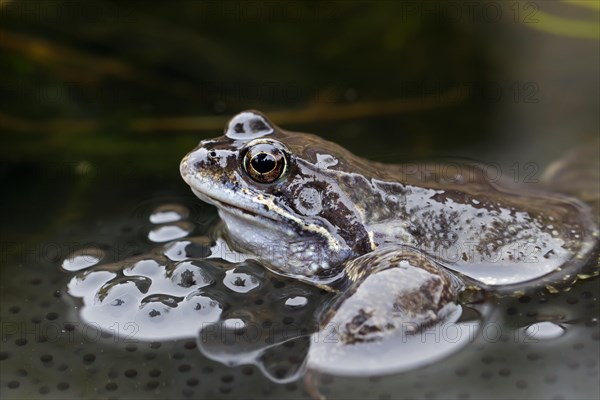 European Common Brown Frog