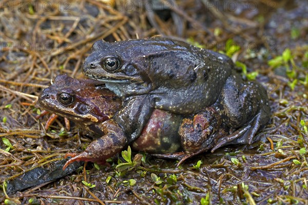 European common brown frogs