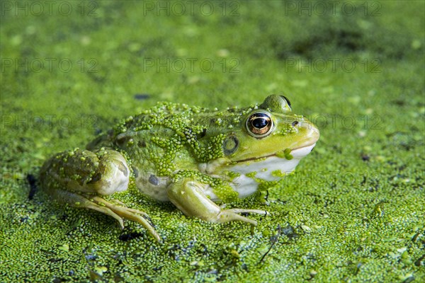 Edible frog