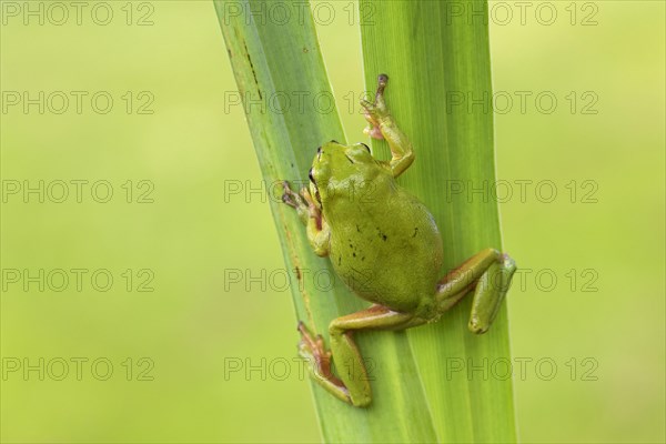 European tree frog