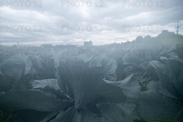 Filder-Rotkohl. Red Cabbage on the field in a suburbian of Stuttgart Baden-Wuerttemberg