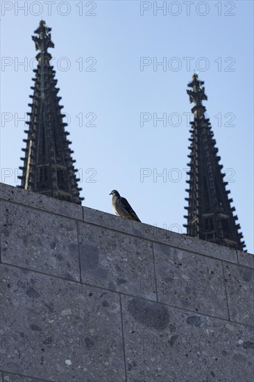 Dove on a wall in front of the spires of Cologne Cathedral