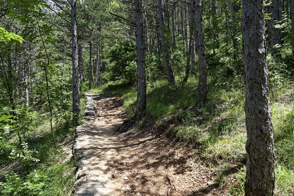 Natural hiking trail through the forest in Paklenica National Park in northern Dalmatia. Paklenica Starigrad