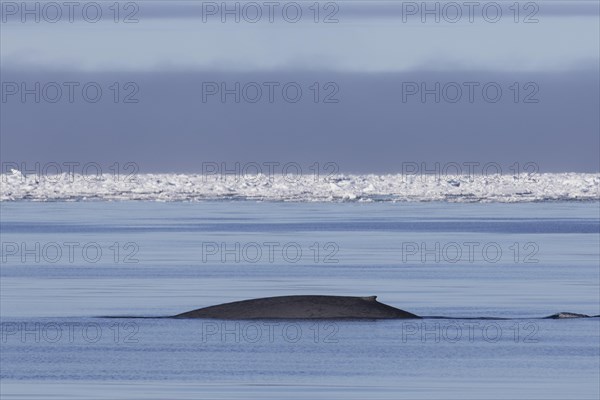 Blue whale