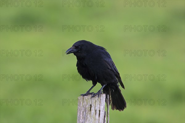 Carrion crow