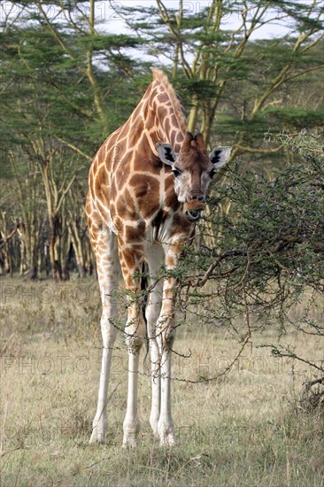 Rothschild's giraffe