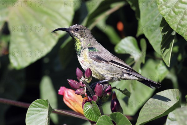 Sunbird