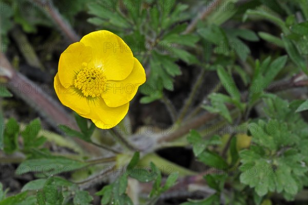 Bulbous buttercup