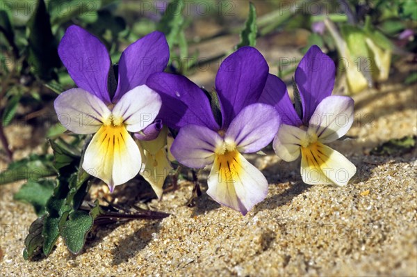 Seaside pansy