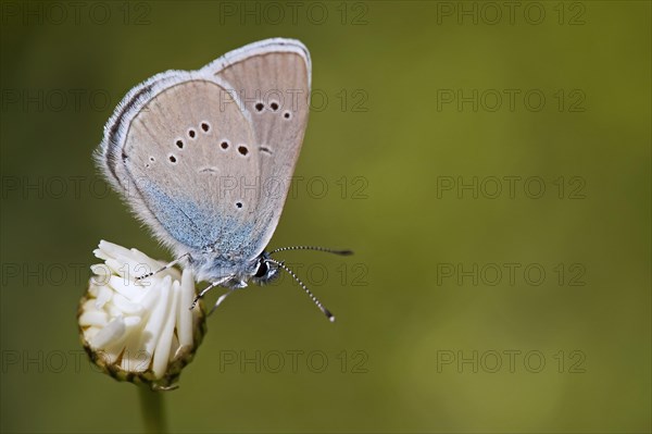 Mazarine blue