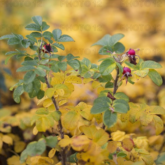 Rose hips