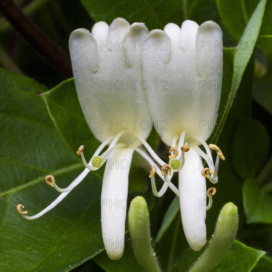 Common honeysuckle