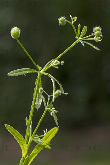 Cleavers