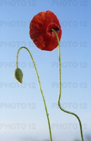 Common poppy