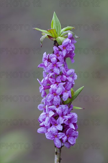 February daphne