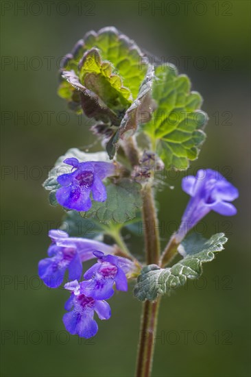 Creeping jenny