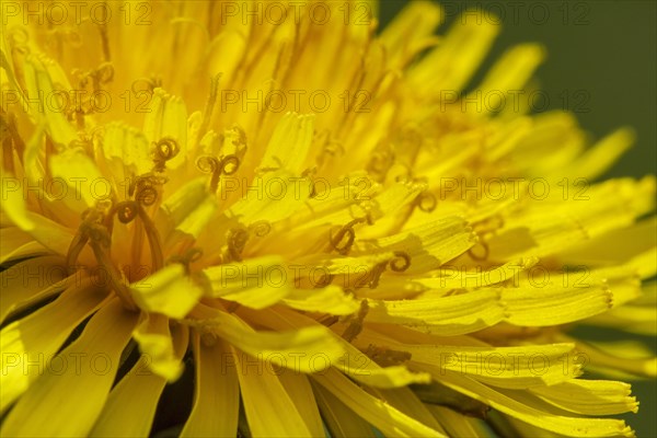 Common dandelion