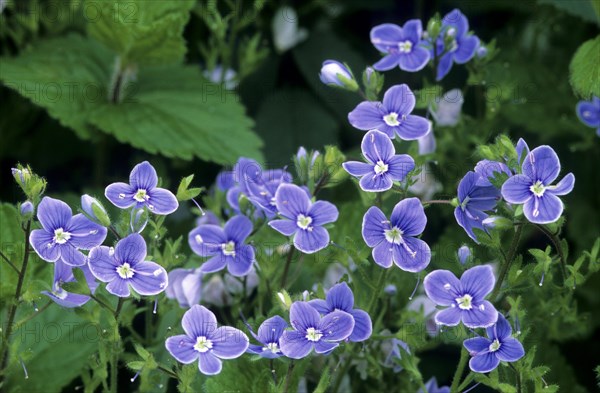 Common field-speedwell